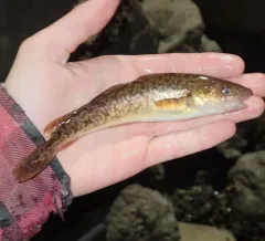 Atlantic Tomcod thumbnail 4