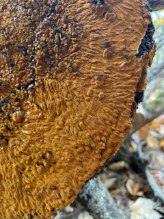 Boreostereum radiatum thumbnail 4