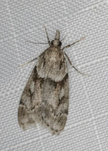 Eudonia vivida