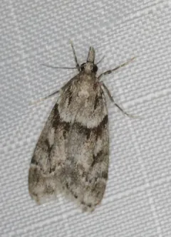 Eudonia vivida thumbnail 1