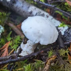Smith's Amanita thumbnail 4