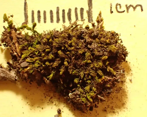 Racomitrium pygmaeum