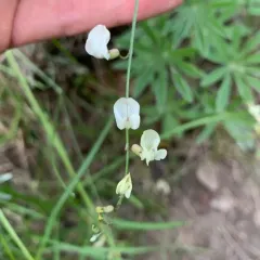 Timber Milkvetch thumbnail 1