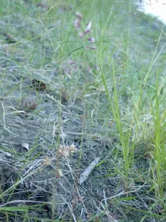 Alpigene Bluegrass thumbnail 3