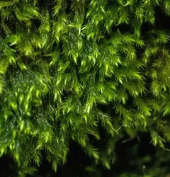 Mouse-tail Moss thumbnail 3