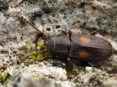Two-spotted Flat Bark Beetle thumbnail 2