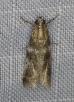 Cranberry Fruitworm Moth thumbnail 4