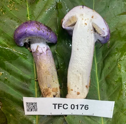 Phlegmacium subfoetidum