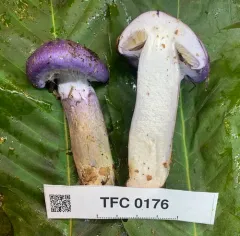 Phlegmacium subfoetidum thumbnail 1