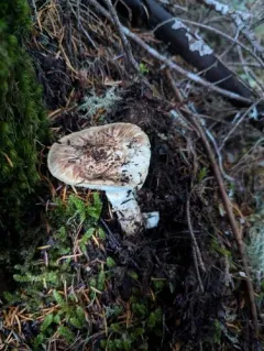 Tricholoma dulciolens thumbnail 3