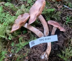 Cortinarius substriatus thumbnail 2