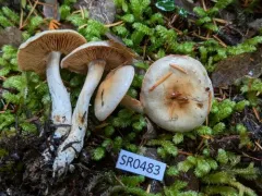 Thaxterogaster oregonensis thumbnail 3