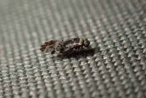 Trichadenotecnum slossonae