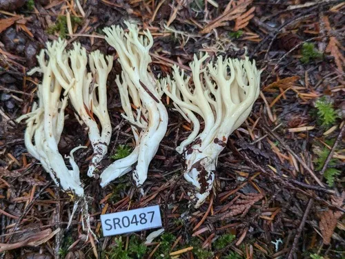 Ramaria synaptopoda