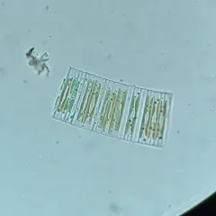 Fragilaria capucina thumbnail 3