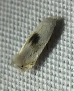 Gooseberry Barkminer Moth thumbnail 2