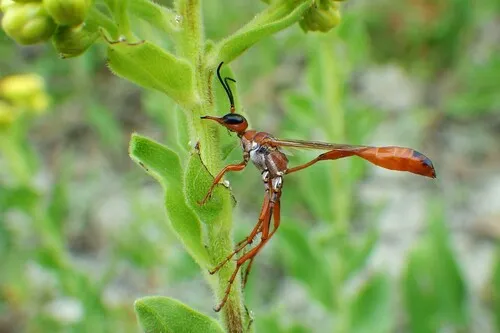 Ammophila ferruginosa