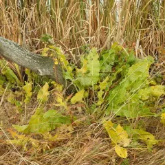 Horseradish thumbnail 4
