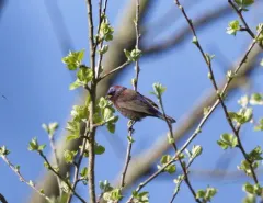 Varied Bunting thumbnail 2