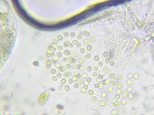 Aphanothece microscopica
