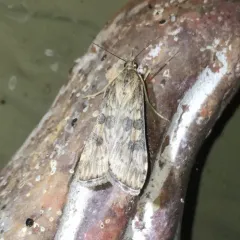 Lucerne Moth thumbnail 3