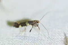 Caloptilia canadensisella thumbnail 2
