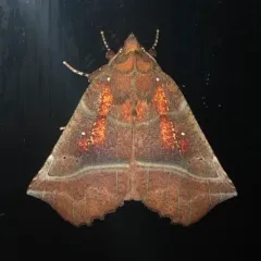 Herald Moth thumbnail 1