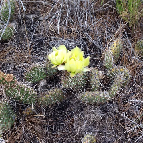 Plains Pricklypear