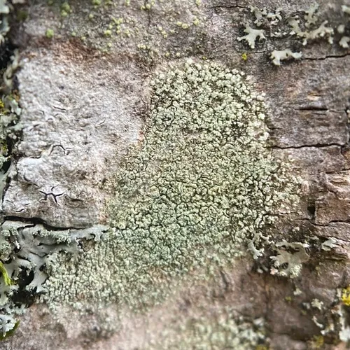 Ropalospora viridis