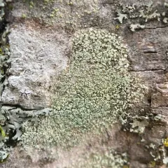 Ropalospora viridis thumbnail 1
