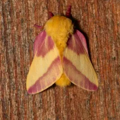 Rosy Maple Moth thumbnail 2