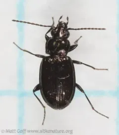 Bembidion breve thumbnail 2