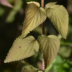 purple giant hyssop thumbnail 1