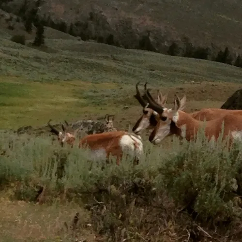Pronghorn