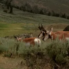 Pronghorn thumbnail 1