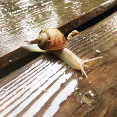 Garden Snail thumbnail 4