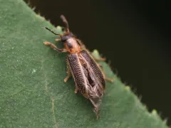 Cregya oculata thumbnail 4