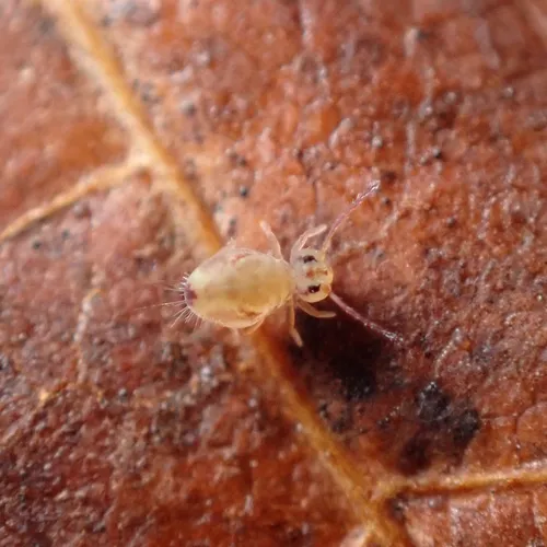 Dicyrtomina ornata