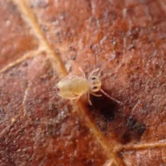 Dicyrtomina ornata thumbnail 1