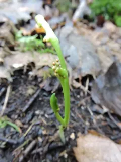 little goblin moonwort thumbnail 4