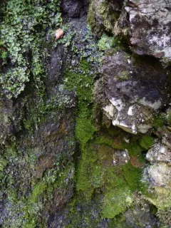 Mougeot's Yoke Moss thumbnail 2