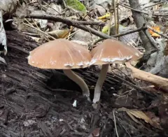 Psathyrella jilinensis thumbnail 4