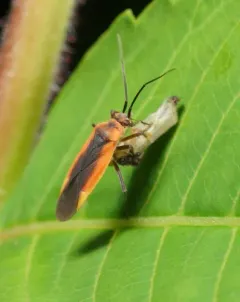 Black Locust Bug thumbnail 4