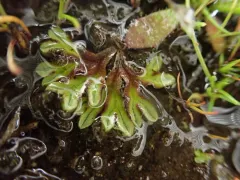 Campbell crystalwort thumbnail 2