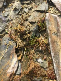 Ice Grass thumbnail 2