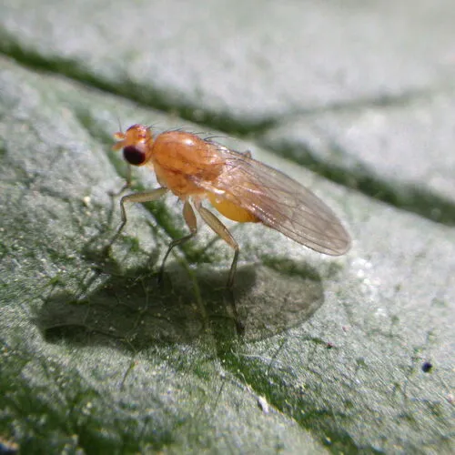 Suillia laevis