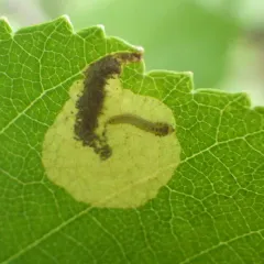 Early Birch Leaf Edgeminer thumbnail 3