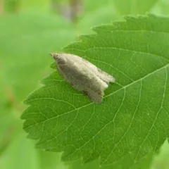 Greenish Apple Moth thumbnail 1