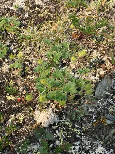 Kamchatka Cinquefoil