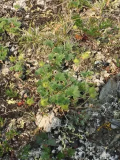 Kamchatka Cinquefoil thumbnail 1